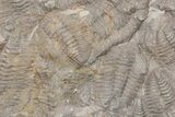 Ordovician Trilobite Mortality Plate (Pos/Neg) - Morocco #218697-5